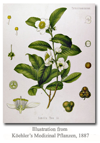 koehlers