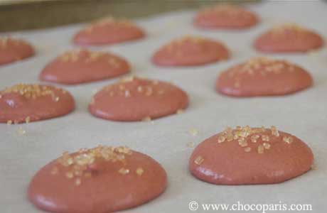 macarons waiting to go in the oven macarons waiting to go in the oven